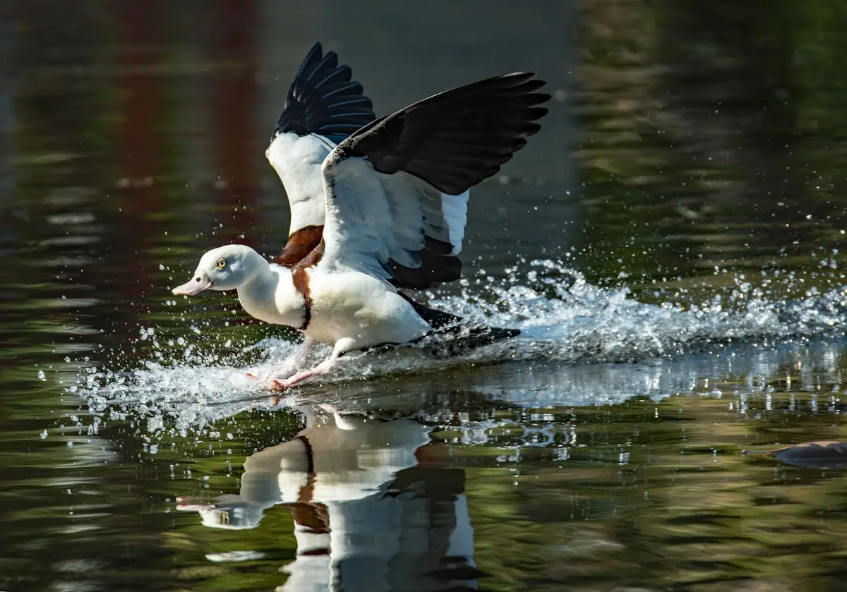 Australian water bird, representing wildlife protection at mining sites