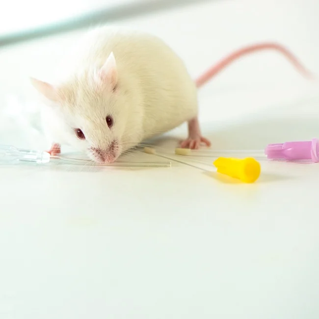 White laboratory mouse with oral gavage feeding tubes